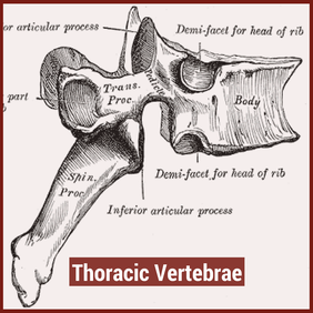 Thoracic Spine  Anatomy, Biomechanics, Kinesiology 