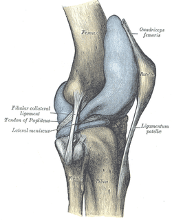 Plica of the Knee: What is it and how do you treat it?